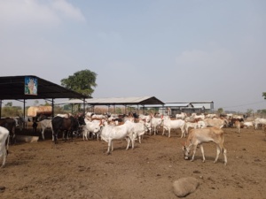 WhatsApp Image 2022-12-28 at 12.50.56 PM (1)